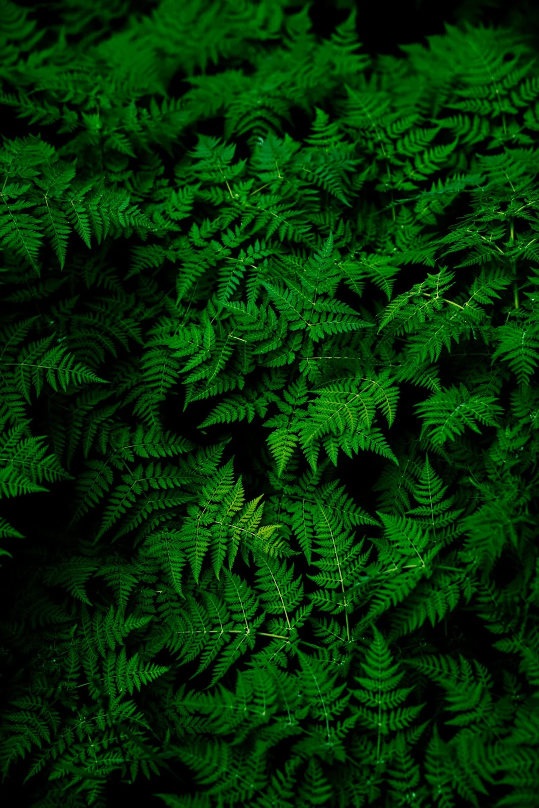 A lush pattern of green fern leaves
